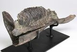 Hadrosaur (Hypacrosaur) Left Mandible - Awesome Tooth Battery! #206201-3